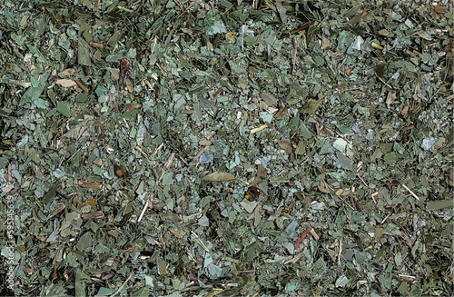 Vector illustration of Background of dry leaves of medicinal plant Eucalyptus L. Top view. Dry fragrant crushed leaves.
