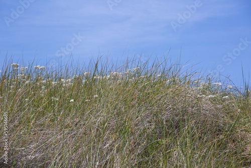 Tall grass on a hill side on a sand dune at the ocean  Washington coast. 