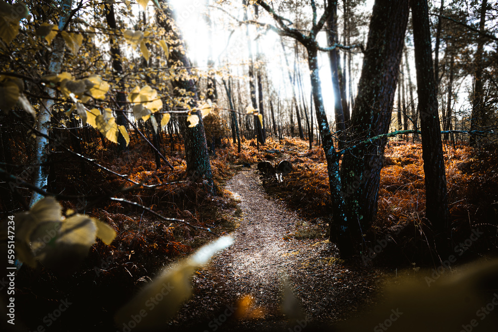 Obraz premium A beautiful autumn sunset in forest