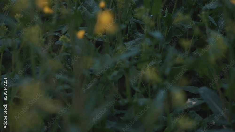 Rapeseed field, rapeseed oil, farmland, agriculture rural setting yellow flowers, blossom blooming, vegetable oil farm farming Rapeseed field, rapeseed oil, farmland, agriculture rural setting yellow flowers, blossom blooming, vegetable oil farm farming