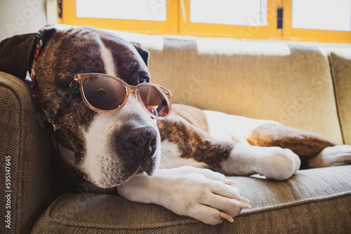 Fotografiet German brown white boxer dog in stylish sunglasses is lying on sofa at home