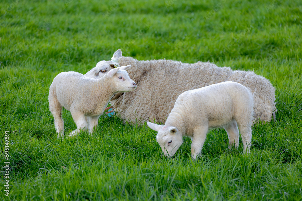 Selective focus of mother sheep and newborn baby nibbling fresh grass on the green meadow in spring, Young lamb standing in the field, Open farm with dairy cattle in countryside farm, Netherlands. Selective focus of mother sheep and newborn baby nibbling fresh grass on the green meadow in spring, Young lamb standing in the field, Open farm with dairy cattle in countryside farm, Netherlands.