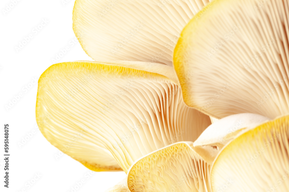 oyster mushroom close up isolated on white background oyster mushroom close up isolated on white background