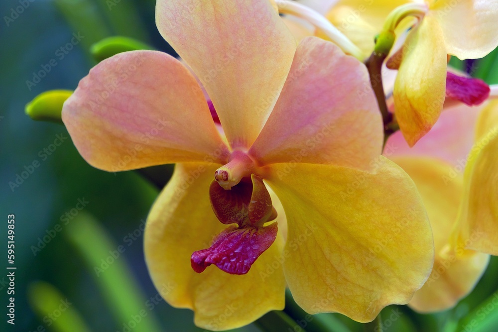Fototapeta premium yellow orchid flower