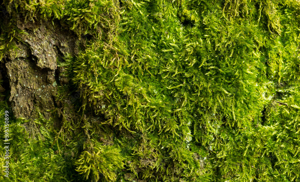 Fototapeta premium moss texture for banner background