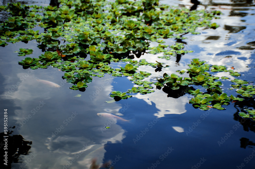 Naklejka premium fish in the lake two