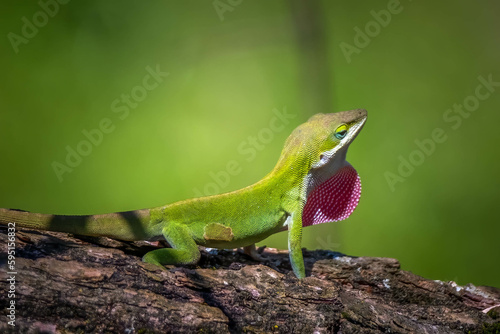 A territorial male Green Anole claims his log while flashing is strawberry red dewlap. Raleigh, North Carolina.