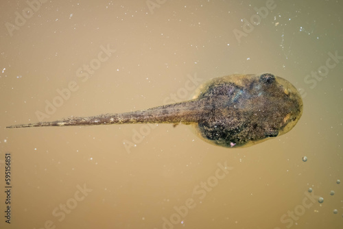 Top view of the tadpole or larval form of a Spring Peeper frog in stagnant water. Raleigh, North Carolina photo