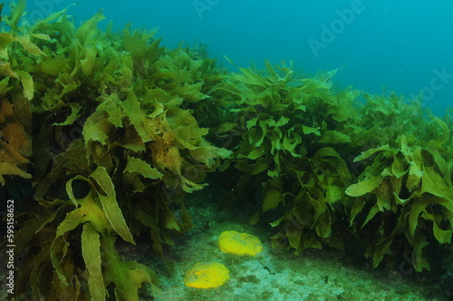 Yellow nipple sponges in clear area among dense kelp. Location: Leigh New Zealand