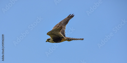 Falco femoralis  a falcon flying 