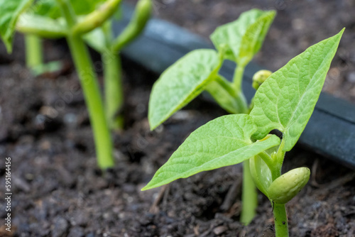 Issaquah, Washington State, USA. Malibu pole bean plants grown from seed, having just emerged.