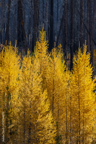 USA  Washington State. East of Twisp on Highway 20 with Larch trees autumn color amongst a burnt forest