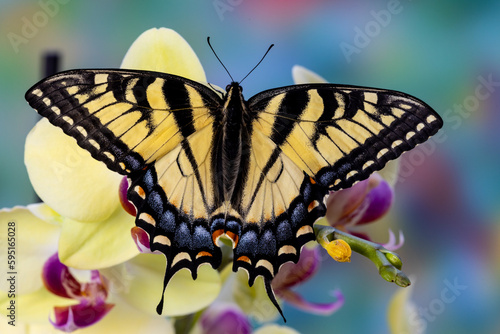 USA, Washington State, Sammamish. Eastern tiger swallowtail butterfly on Orchid photo