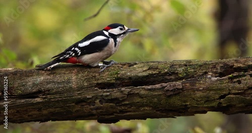 Great Spotted Woodpecker Dendrocopos Major bird animal eating worms larvae and insects from inside a tree branch damaged by beetles slow motion