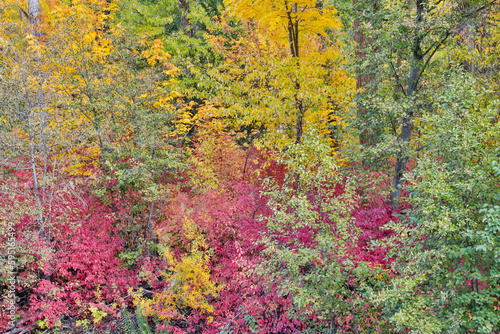 USA, Washington State. Cottonwoods and wild dogwood along Peshastin Creek, off of Highway 97