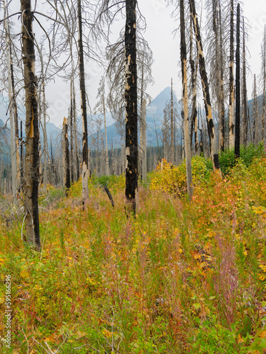 Montana  Glacier National Park. Fire burned trees and fall colored understory