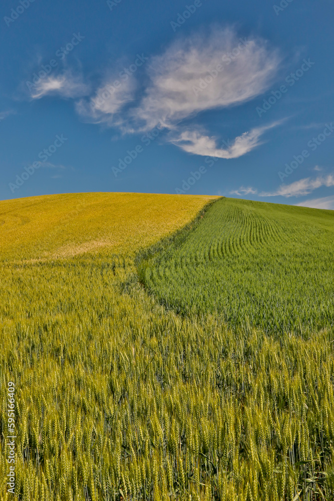 USA, Washington State, Palouse. Springtime landscape and Canola fields