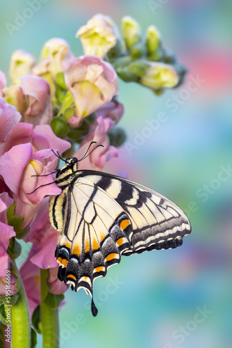 USA, Washington State, Sammamish. Eastern tiger swallowtail butterfly on Snapdragon photo