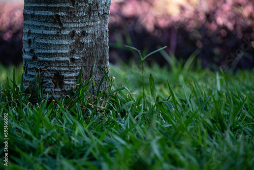 Closeup of a tree base on the lawn of a downtown square