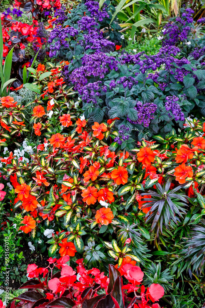 USA, Oregon. Cannon Beach Garden with orange New Guinea impatiens, grasses and reddish geraniums and purple Heliotrope