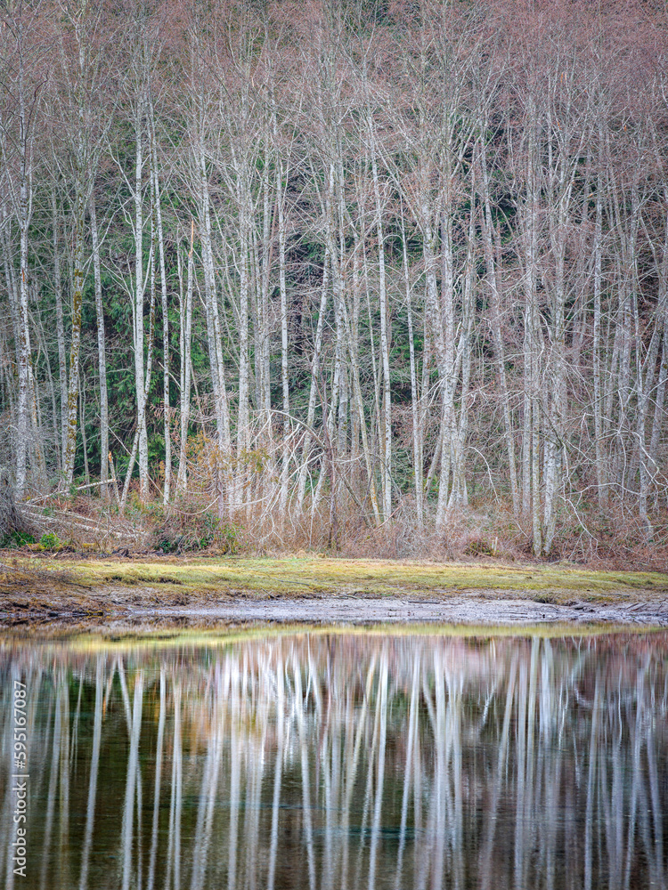 USA, Washington State, Seabeck. Winter alder trees reflect in Nick's Lagoon.
