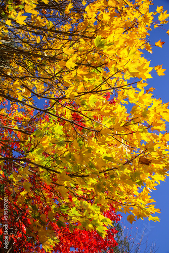 Bremerton  Washington State  USA. Yellow cottonwood tree