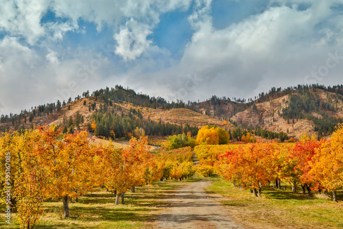 USA, Washington State. fall colored apple orchard near Peshastin.