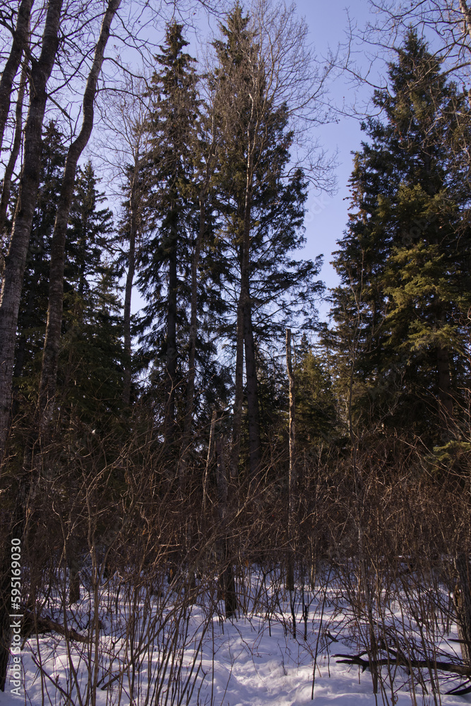 Fototapeta premium Whitemud Park on a Clear Winter Day