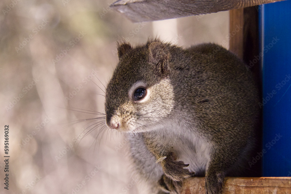 Obraz premium Red Squirrel Having Lunch at a Bird Feeder