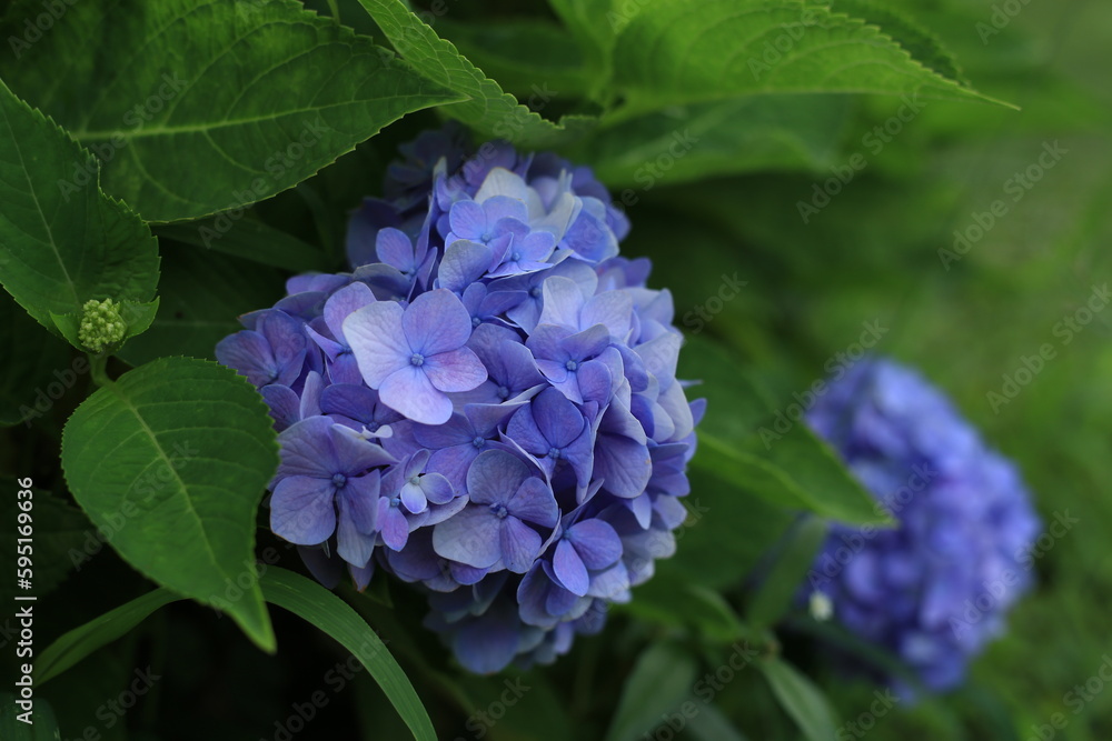 Pink, blue, lilac, violet, purple Hydrangea flower (Hydrangea macrophylla) beautiful hydrangea flowers in Thailand. Pink, blue, lilac, violet, purple Hydrangea flower (Hydrangea macrophylla) beautiful hydrangea flowers in Thailand.