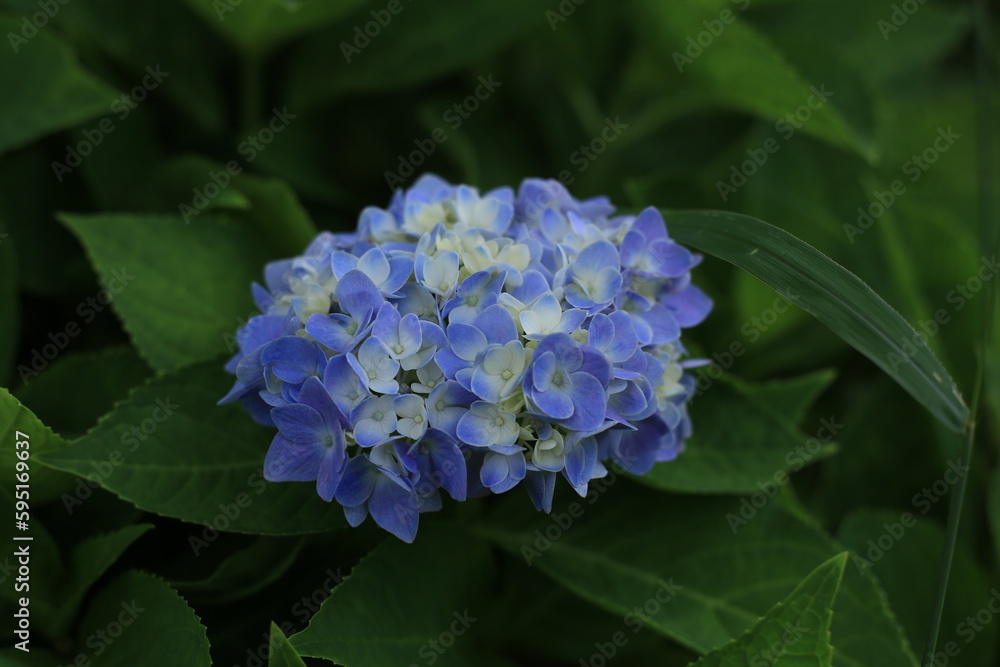 Pink, blue, lilac, violet, purple Hydrangea flower (Hydrangea macrophylla) beautiful hydrangea flowers in Thailand. Pink, blue, lilac, violet, purple Hydrangea flower (Hydrangea macrophylla) beautiful hydrangea flowers in Thailand.