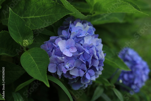 Pink, blue, lilac, violet, purple Hydrangea flower (Hydrangea macrophylla) beautiful hydrangea flowers in Thailand. photo