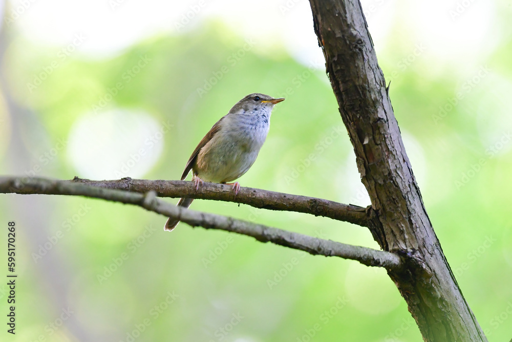 Fototapeta premium 春の公園や雑木林で美しい声で囀る身近な野鳥ウグイス