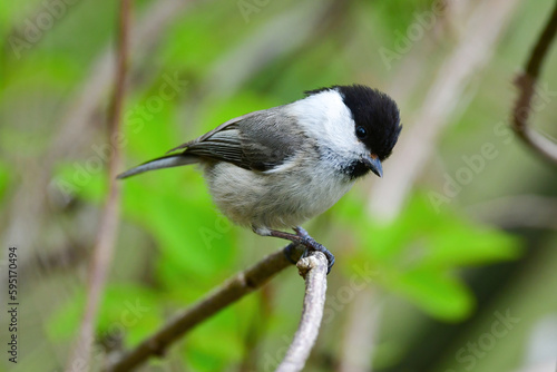 黒い頭と白い顔が目立つ高原や山で見られるかわいい小鳥コガラ