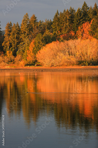 Bremerton, Washington State, USA, Autumn color, orange, Water, Reflection, duck