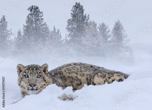 USA, Montana. Captive snow leopard in winter.