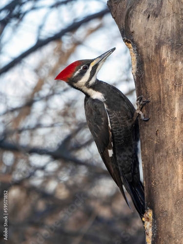 Pileated Woodpecker feeding, Pennsylvania, USA.