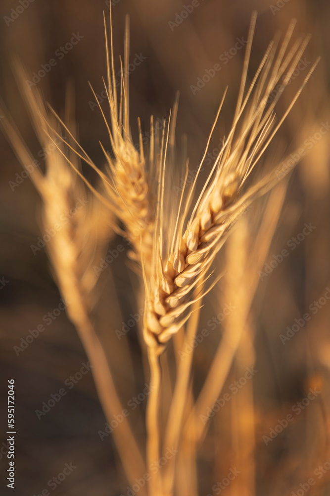 USA, Washington State, Whitman County, Palouse. Wheat.