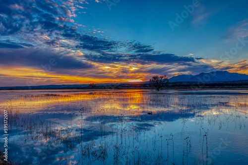 USA  New Mexico  Bosque del Apache National Wildlife Reserve. Sunset reflections on water and swimming northern shoveler bird.