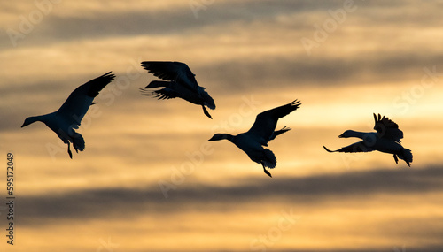 USA  New Mexico. Bosque Del Apache National Wildlife Refuge Snow Geese Silhouetted at Sunset.