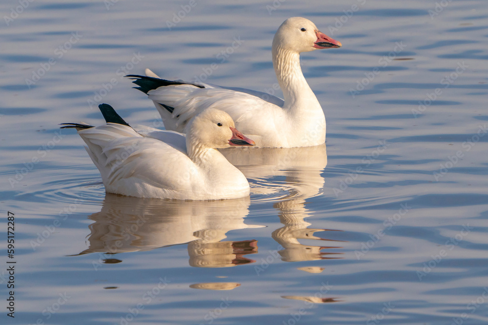 USA, New Mexico, Bosque Del Apache National Wildlife Refuge. Snow geese in water.
