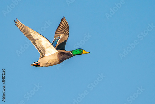 USA, New Mexico, Bosque Del Apache National Wildlife Refuge. Mallard drake duck flying