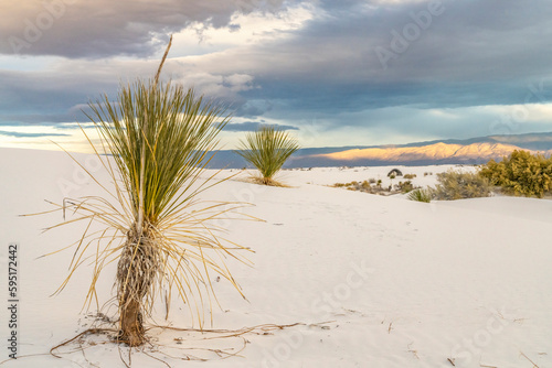 USA  New Mexico  White Sands National Monument. Sand dunes and yucca cacti.