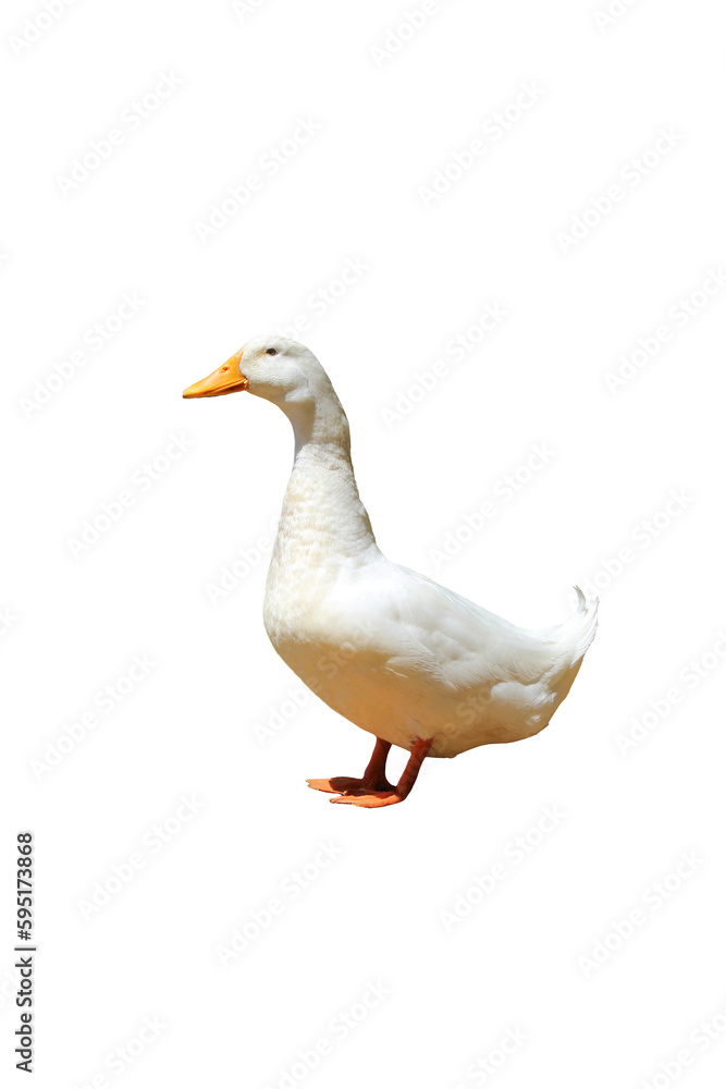 White Duck Isolated on Transparent Background PNG White Duck Isolated on Transparent Background PNG