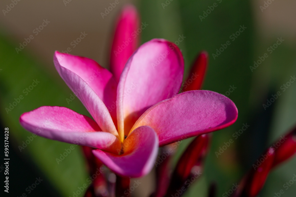 Close up outdoor view of a solitary pink color rainbow plumeria (frangipani) flower blossom 