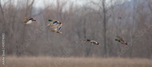 Mallards in flight