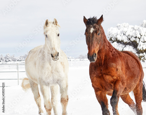 Fototapeta Naklejka Na Ścianę i Meble -  White Horse and Bay Colored Horse together in the Snow