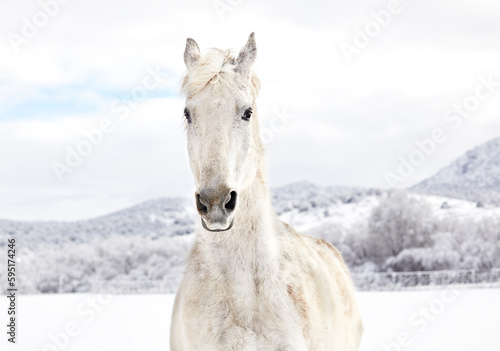 White Horse in the Snow photo