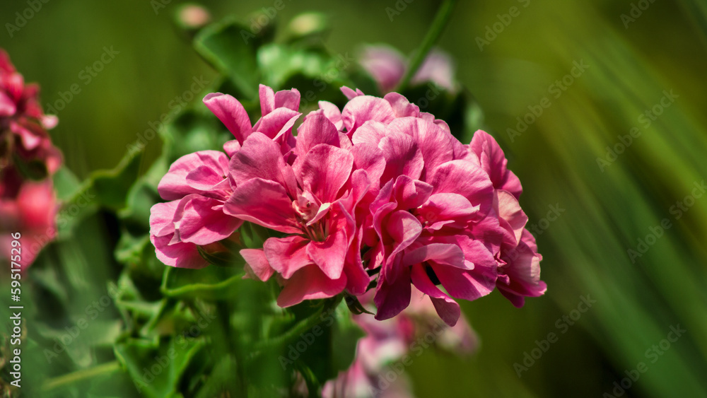 A beautiful flower creates a great combination of color and contrast with its environment. Pink hues and bright tones highlight the flower and its preponderance; green shades are on the background. A beautiful flower creates a great combination of color and contrast with its environment. Pink hues and bright tones highlight the flower and its preponderance; green shades are on the background.