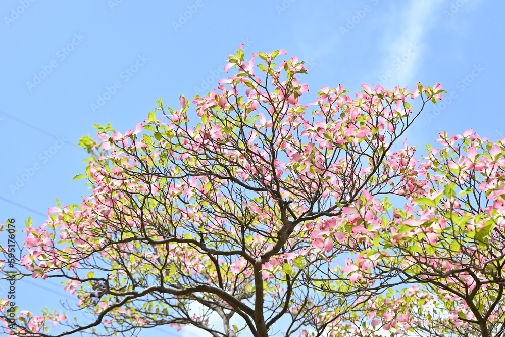 Flowering dogwood ( Cornus florida ) pink flowers.
Cornaceae deciduous flowering tree native to North America. Flowering season is from April to May. Flowering dogwood ( Cornus florida ) pink flowers.
Cornaceae deciduous flowering tree native to North America. Flowering season is from April to May.